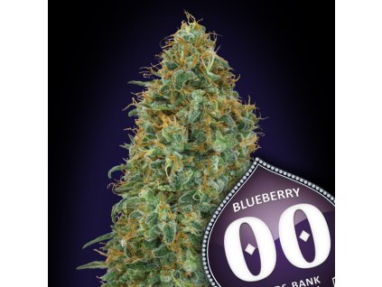 Blueberry – 00 Seeds – fem