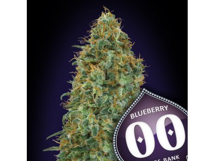 Blueberry 3 u fem 00 Seeds