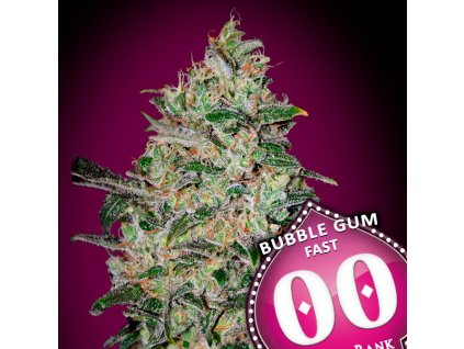 Bubble Gum Fast – 00 Seeds – fem