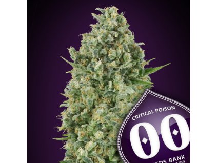Critical Poison – 00 Seeds – fem
