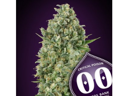 Critical Poison 3 u fem 00 Seeds