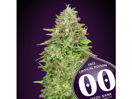 Critical Poison Fast – 00 Seeds – fem
