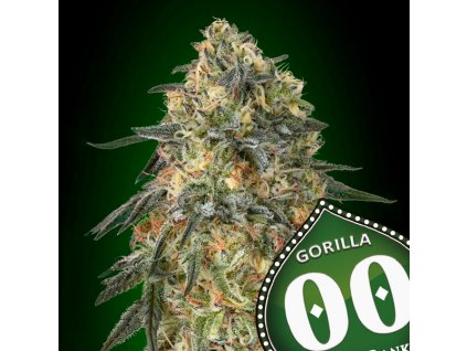 Gorilla – 00 Seeds – fem