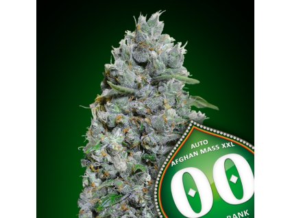 Auto Afghan Mass XXL 3 u fem 00 Seeds