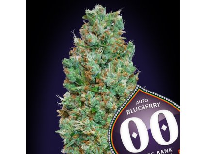 Auto Blueberry 3 u fem 00 Seeds