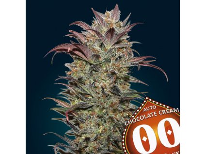 Auto Chocolate Cream 3 u fem 00 Seeds