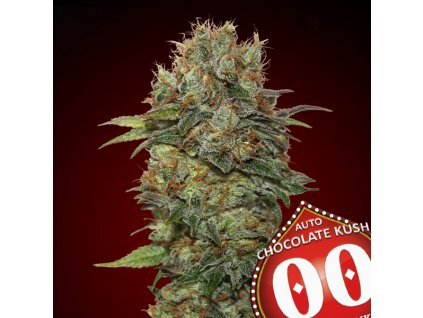 Auto Chocolate Kush 3 u fem 00 Seeds