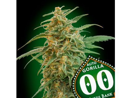 Gorilla – 00 Seeds – AUTO