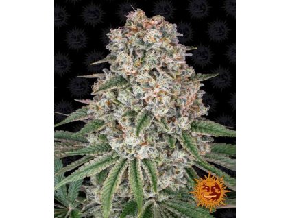 tropicanna banana circle new 12 269446