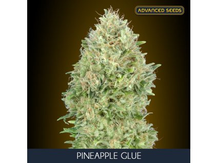 Pineapple Glue 5 2 u fem Advanced Seeds