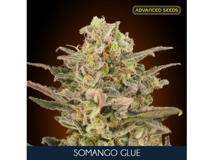 Somango Glue 5 2 u fem Advanced Seeds