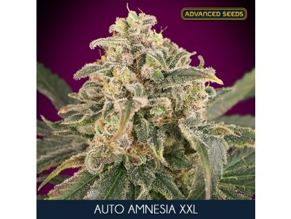 Auto Amnesia XXL 3 1 u fem Advanced Seeds