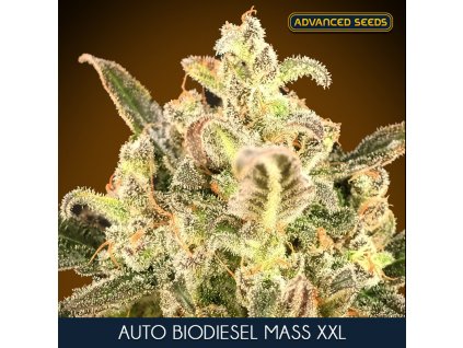 Auto Biodiesel Mass XXL 1 u fem Advanced Seeds