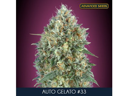 Auto Gelato 33 1 u fem Advanced Seeds