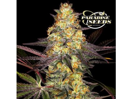 el dorado og paradise seeds