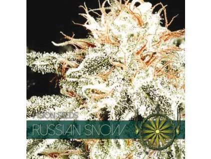 vision seeds russian snow 500x500 1