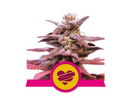 Royal Queen Seeds Wedding Crasher