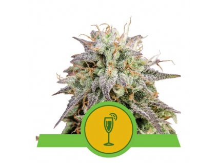 Auto Mimosa