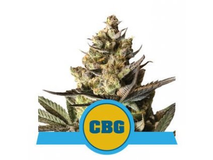 royal queen seeds royal cbg automatic