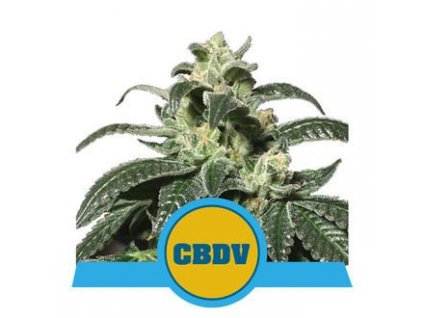 royal queen seeds royal cbdv automatic