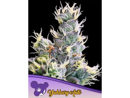 Yuhbary – Anesia Seeds – AUTO