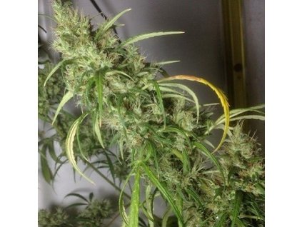 malawi new killer x et ope p1 regular tangwena 10 week of flowering 2