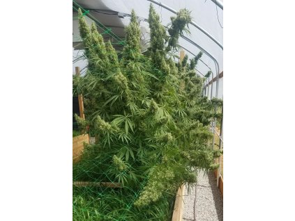 honduras uniqueflower plant finishing2