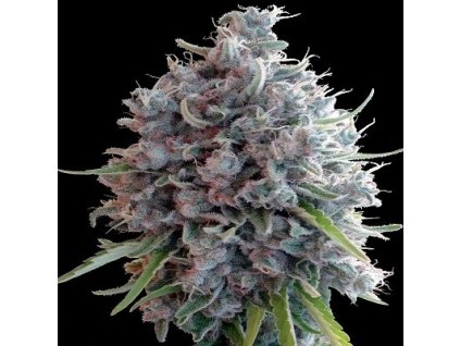 killer a5 haze