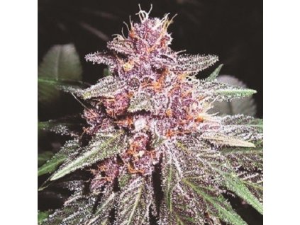 violeta 3