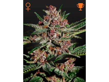 BubbaKush vmsb et.jpg