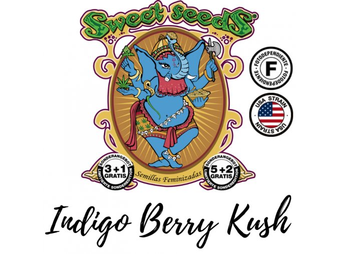 indigo-berry-kush-sweet-seeds-feminized-semena-konopi-marihuany