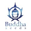 Budha seeds