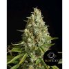 amnesia lemon