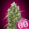 Bubble Gum CBD 3 u fem 00 Seeds