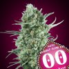 Auto Bubble Gum XXL 3 u fem 00 Seeds