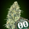 Auto White Widow XXL 3 u fem 00 Seeds