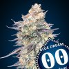 Blue Dream 3 u fem 00 Seeds