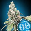 Harlequin CBD 3 u fem 00 Seeds