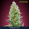 Amnesia Fast 3 1 u fem Advanced Seeds