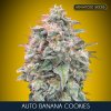 Auto Banana Cookies 1 u fem Advanced Seeds