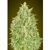 Pineapple Glue – Advanced Seeds – samokvetoucí semena