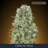 Critical Mass 1 u fem Advanced Seeds