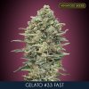 Gelato 33 Fast 100 u fem Advanced Seeds