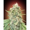 Strawberry Banana Advanced Seeds