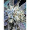 9 Pound Hammer Fast