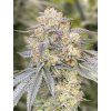 Gorilla Zkittlez Fast