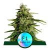 Auto Milky Way F1