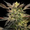 Auto Pink Sunset by Sherbinskis 3 ud Silent Seeds