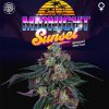 midnight sunset jet a female weed seed perfect tree 1024x1024