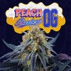 Peach Sherbet OG 6 u fem Perfect Tree